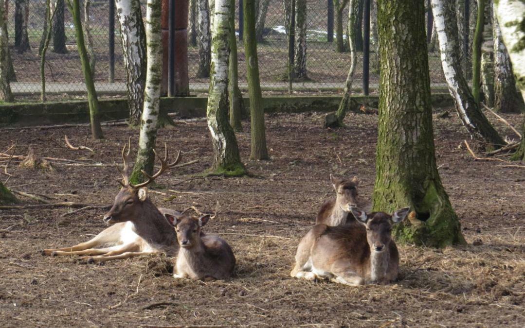 Park Lesny 'U Kaczyny' Hotell Rogow Exteriör bild